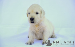 Photo №1. golden retriever - for sale in the city of Berlin | 158$ | Announcement № 109279