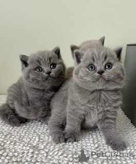 Photo №1. british shorthair - for sale in the city of Florida | 300$ | Announcement № 135748