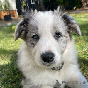 Photo №1. border collie - for sale in the city of Франкфурт-на-Майне | 296$ | Announcement № 78585