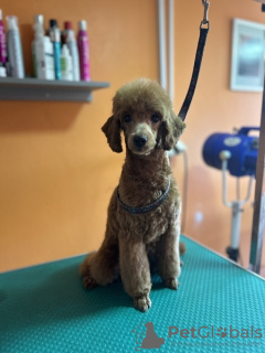 Additional photos: Red Poodle, male puppy