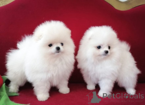 Photo №1. pomeranian - for sale in the city of Zlín | negotiated | Announcement № 170661