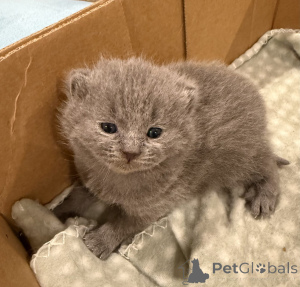 Photo №3. British shorthair kitten. Germany