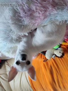 Photo №2 to announcement № 127182 for the sale of chihuahua - buy in Germany private announcement