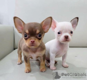 Photo №1. chihuahua - for sale in the city of Aveiro | 450$ | Announcement № 80274