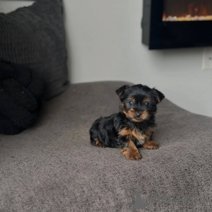 Photo №3. Yorkshire Terrier Puppy Available for Adoption. Germany
