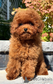 Photo №1. poodle (toy) - for sale in the city of Brighton and Hove | 361$ | Announcement № 154726