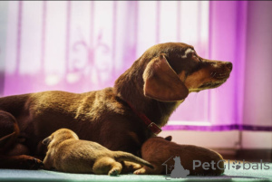 Photo №2 to announcement № 138880 for the sale of dobermann - buy in United Kingdom breeder