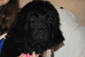 Photo №2 to announcement № 2027 for the sale of newfoundland dog - buy in Russian Federation from nursery