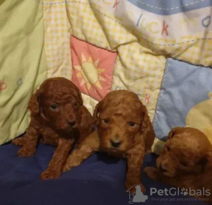 Photo №2 to announcement № 18141 for the sale of poodle (dwarf), poodle (royal) - buy in Ukraine 