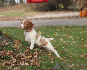 Photo №1. brittany dog - for sale in the city of Stockholm | negotiated | Announcement № 113201