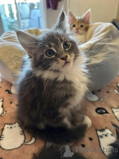 Photo №1. maine coon - for sale in the city of Damüls | 361$ | Announcement № 171019