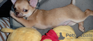 Additional photos: chihuahua babies