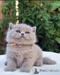 Photo №1. british shorthair - for sale in the city of Eindhoven | 413$ | Announcement № 174181