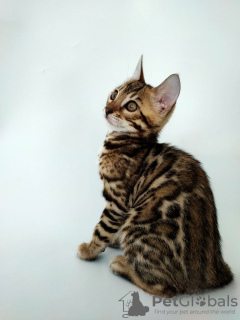 Photo №1. bengal cat - for sale in the city of Borispol | 1000$ | Announcement № 16507