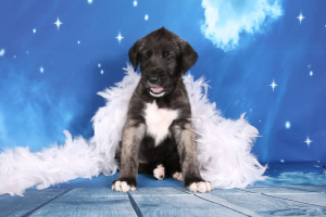 Additional photos: Offered for sale breed Irish Wolfhound.