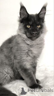 Photo №1. maine coon - for sale in the city of Augustusburg | negotiated | Announcement № 156789
