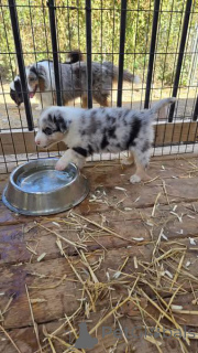 Photo №2 to announcement № 163077 for the sale of border collie - buy in United States breeder