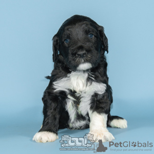 Photo №1. portuguese water dog - for sale in the city of Evora | negotiated | Announcement № 98479