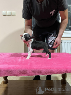 Photo №2 to announcement № 121538 for the sale of boston terrier - buy in Serbia breeder