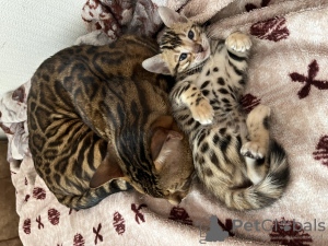 Photo №2 to announcement № 73553 for the sale of bengal cat - buy in Azerbaijan breeder