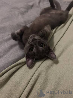 Photo №3. STUNNING MALE AND FEMALE RUSSIAN BLUE KITTENS FOR ADOPTION. France