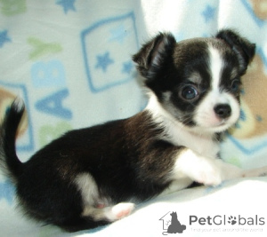 Photo №2 to announcement № 162920 for the sale of chihuahua - buy in United States 