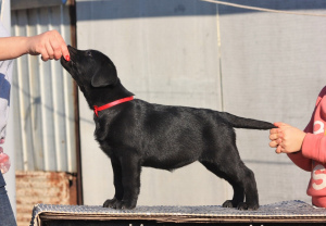 Photo №4. I will sell labrador retriever in the city of Orenburg. private announcement, from nursery - price - 235$