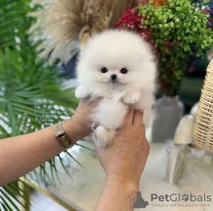 Photo №1. pomeranian - for sale in the city of Niagara Falls | 317$ | Announcement № 112773