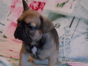Photo №1. french bulldog - for sale in the city of Minsk | 313$ | Announcement № 16732