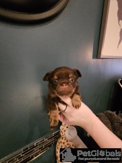 Photo №4. I will sell chihuahua in the city of Бернау. private announcement - price - 941$