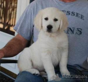 Photo №1. labrador retriever - for sale in the city of Rome | 370$ | Announcement № 110905