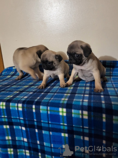 Photo №1. pug - for sale in the city of Helsinki | negotiated | Announcement № 88144