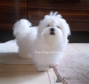 Photo №1. maltese dog - for sale in the city of Kiev | 800$ | Announcement № 84732