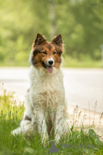 Photo №1. non-pedigree dogs - for sale in the city of Москва | Is free | Announcement № 143762