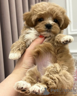 Photo №3. Maltipoo puppies.. Germany