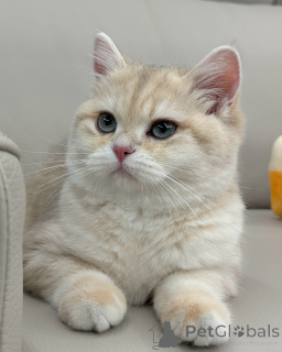 Photo №1. british shorthair - for sale in the city of Flensburg | negotiated | Announcement № 158454