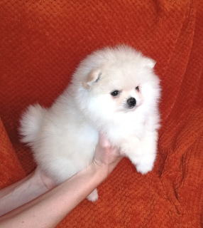 Photo №1. pomeranian - for sale in the city of Ufa | 649$ | Announcement № 3325