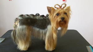 Photo №1. Service of the groomer in the city of Minsk. Price - 15$. Announcement № 792