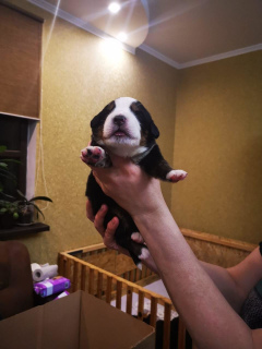 Additional photos: Bernese Sennenhund puppies are offered for reservation