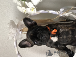 Photo №2 to announcement № 23871 for the sale of french bulldog - buy in Latvia breeder