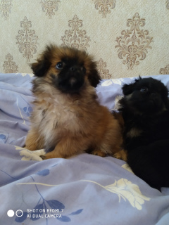 Photo №1. japanese chin - for sale in the city of Лубны | 75$ | Announcement № 6704