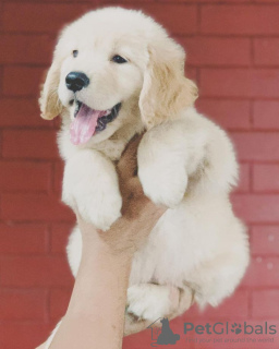 Additional photos: GOLDEN RETRIEVER PUPPIES AVAILABLE