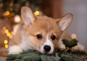 Photo №4. I will sell welsh corgi in the city of Москва. private announcement - price - 138$