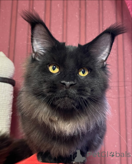 Photo №4. I will sell maine coon in the city of Dejret. private announcement - price - negotiated
