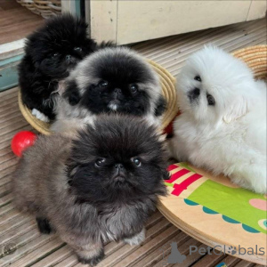 Photo №1. pekingese - for sale in the city of Setúbal | negotiated | Announcement № 164447