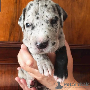 Photo №1. great dane - for sale in the city of Sydney Olympic Park | 264$ | Announcement № 71713