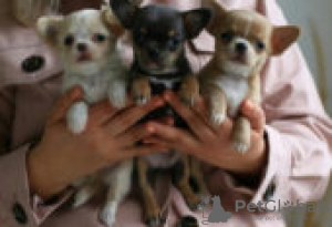 Photo №2 to announcement № 126919 for the sale of chihuahua - buy in Germany private announcement