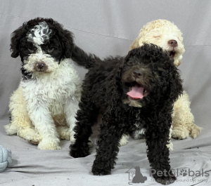 Photo №1. lagotto romagnolo - for sale in the city of Нови Сад | negotiated | Announcement № 53639