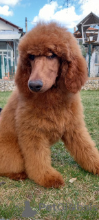 Photo №2 to announcement № 36335 for the sale of poodle (royal) - buy in Bulgaria 