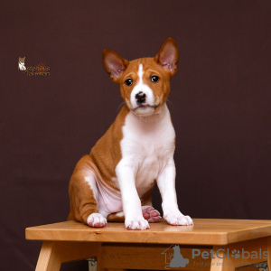 Photo №2 to announcement № 36688 for the sale of basenji - buy in Belarus from nursery